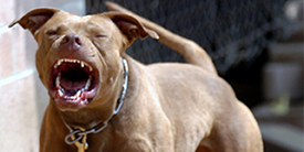 Mean Pit Bull